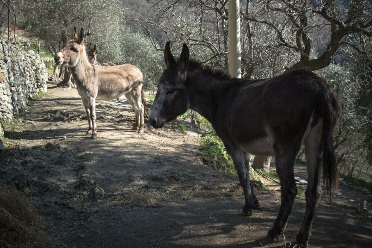 Agriturismo A Ca Vegia Calice Ligure 外观 照片